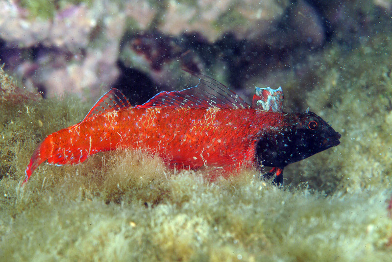 Tripterygion tripteronotus (Risso, 1810)